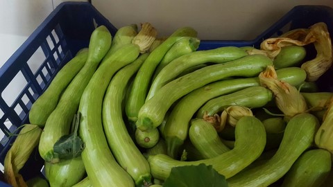 Zucchine di stagione