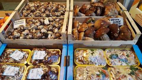 Funghi porcini - pioppini