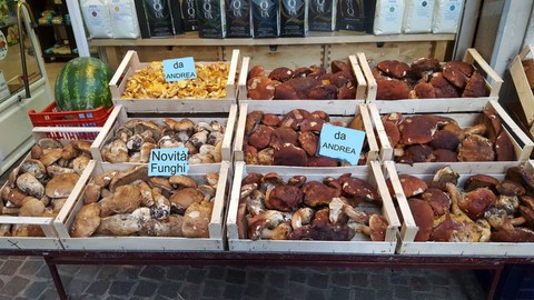 Funghi di qualità italiani
