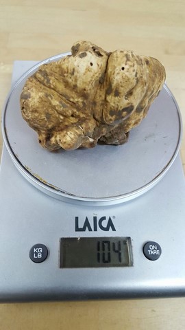 Tartufo bianco