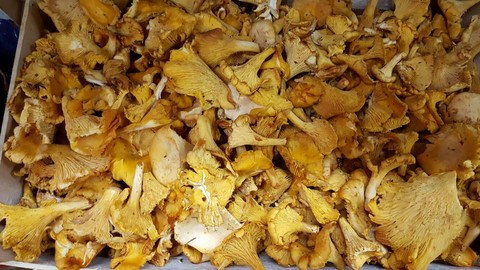 ughi passa da Andrea in negozio il melograno frutta a carmagnola.